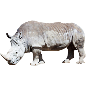 Rhino PNG-24779